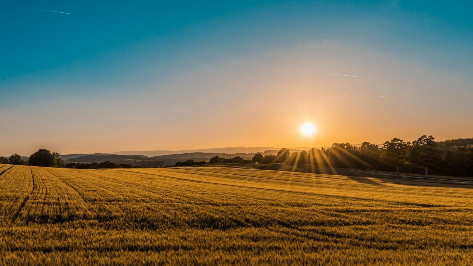 Champ de céréales au soleil couchant