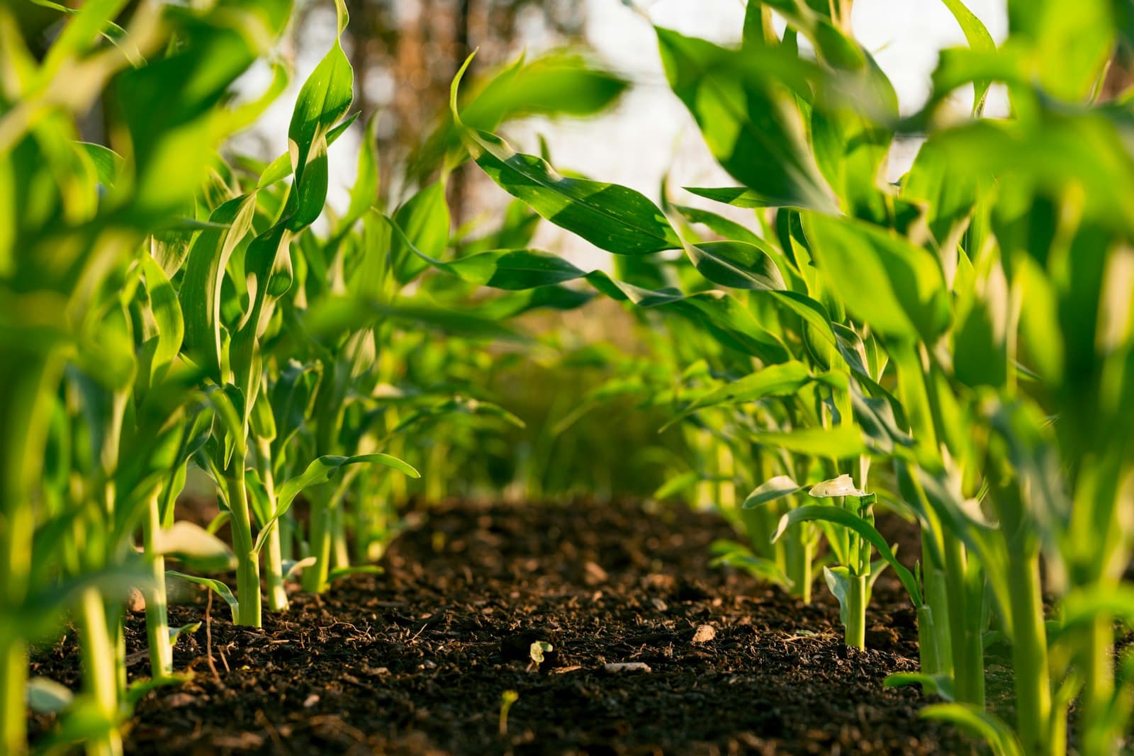 Jeunes plants en culture, vus au niveau du sol