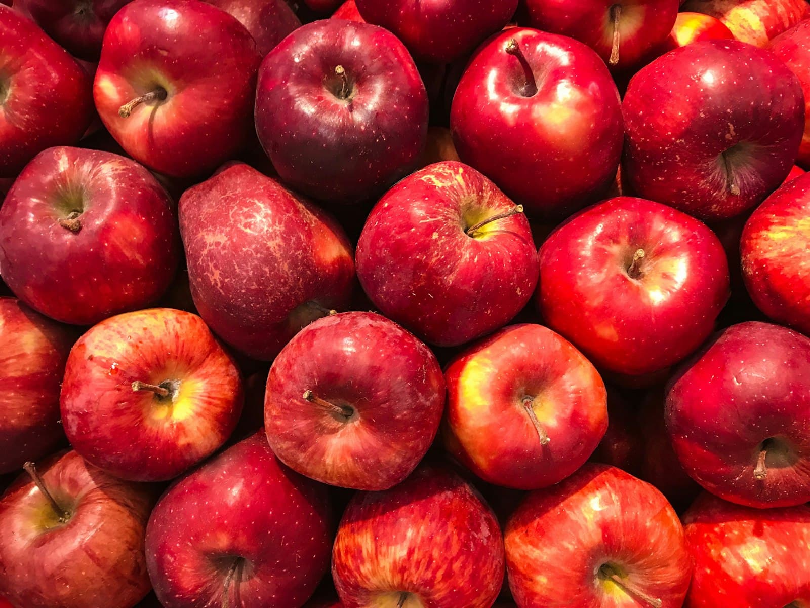 Pommes rouges après la cueillette
